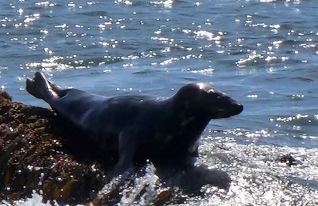 Cozy Cove Chapel - Foto 39