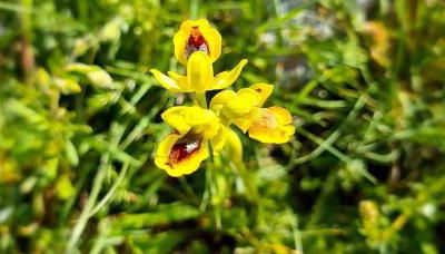 Casa Vacanze Rinaldi - Foto 4