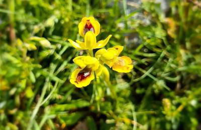 Casa Vacanze Rinaldi - Foto 4