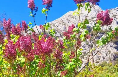 El Molino de Nocedo - Foto 30
