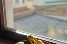 M-Suites Petit - Near Frankfurt Airport - Foto 23