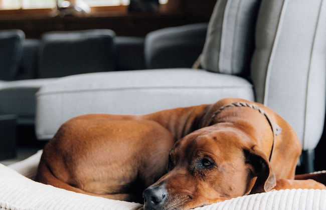 Sissi s green Chalets - Foto 27