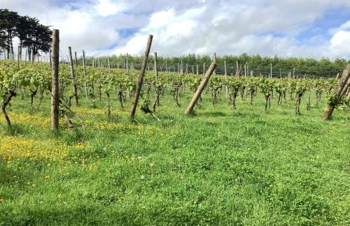 polgoon Vineyard annex Penzance - Photo 17