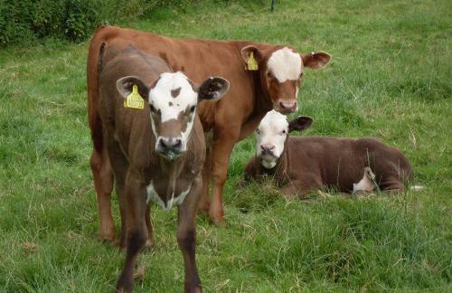 The Teddy House - Foto 25