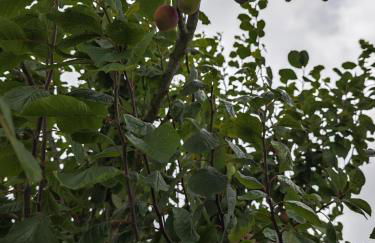 Angel's House - Foto 22