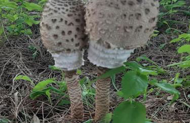 La casa de la encina - Foto 34