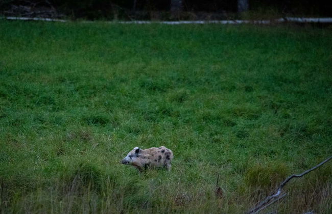 Stockholm Wildlife Safari - Foto 7