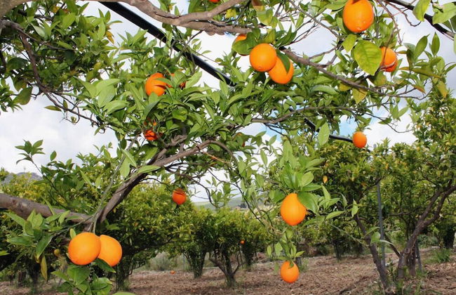 Tenuta Lanza Il Mulino - Photo 27