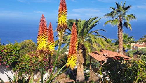 Villa Larnia de Tenerife - Foto 4, Garden