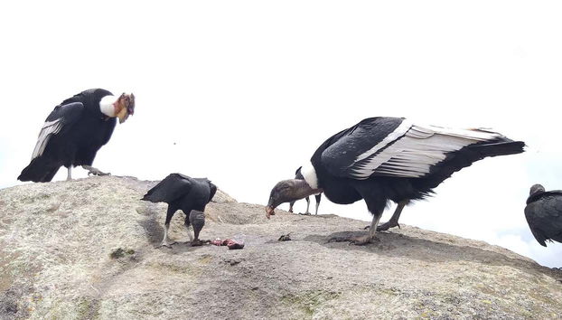 Condor Watching in Puracé + San Juan Hot Springs Tour - Foto 5