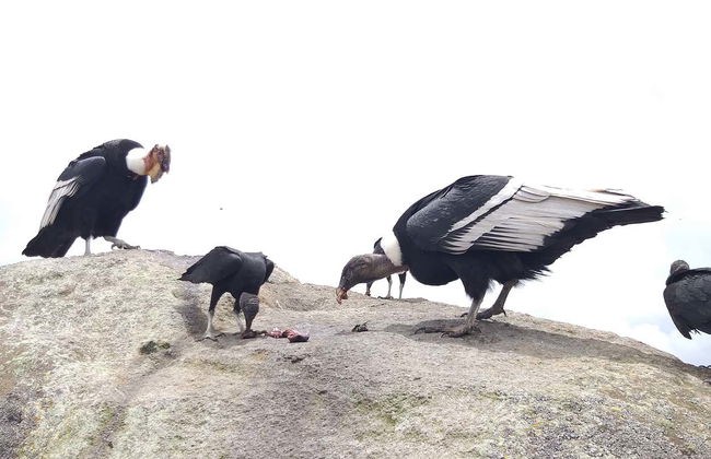 Condor Watching in Puracé + San Juan Hot Springs Tour - Photo 6