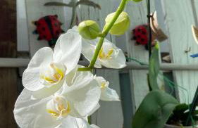 Casa Vista Panorâmica Itaipu - Foto 29