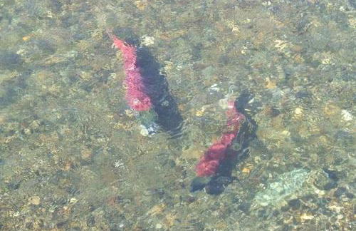 Alaskan WolfDen Close to airport centrally located - Photo 31