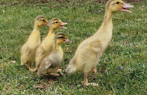 Ferienwohnung mit sonniger Dachterrasse am Pferdehof - Foto 37
