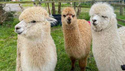 George Lodge - Foto 3