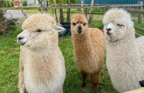 George Lodge - Foto 3