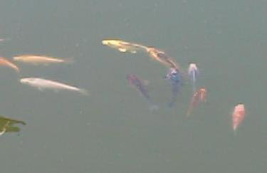 Gospodarstwo agroturystyczne - Foto 44