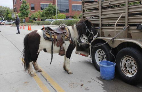 McKinney Farmers market Home - Foto 6