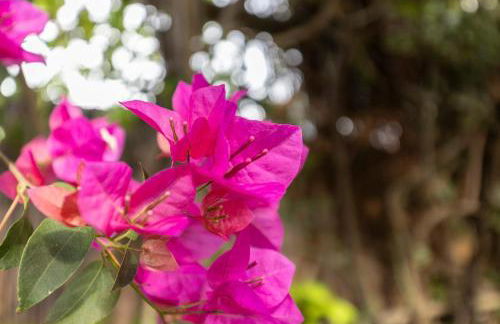 Cabana a 15 minutos do Guincho - Foto 9