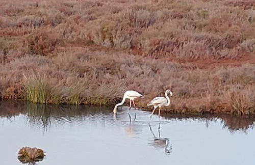 Ancão Beach Apartment - Photo 13