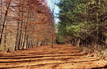 Swaying Pines Cabin w/EV Charger - Foto 37