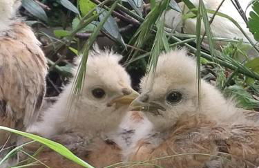 Podere Vinciguerra 39 - Foto 52