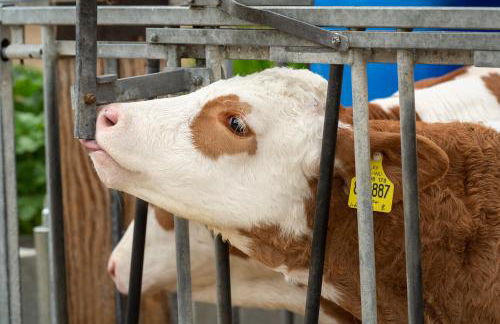 Ferienhaus Heerlichkeit - Foto 17