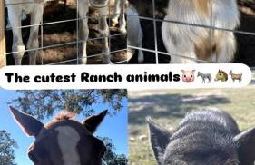 Modern Farmstay Cabin with Friendly Animals, Pond Views & Nature Trails Near Cedar Creek, Texas - Photo 69