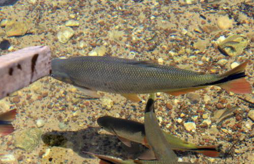 CASA PE DE PEQUI - Foto 17