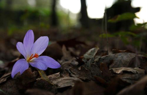 Quinta do Caritel - Foto 36