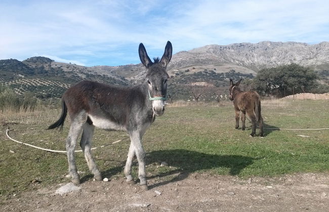 Cortijo El Llano - Foto 21
