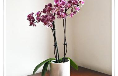 Spacious and modern 2 bedroom flat near the City Centre - Foto 10