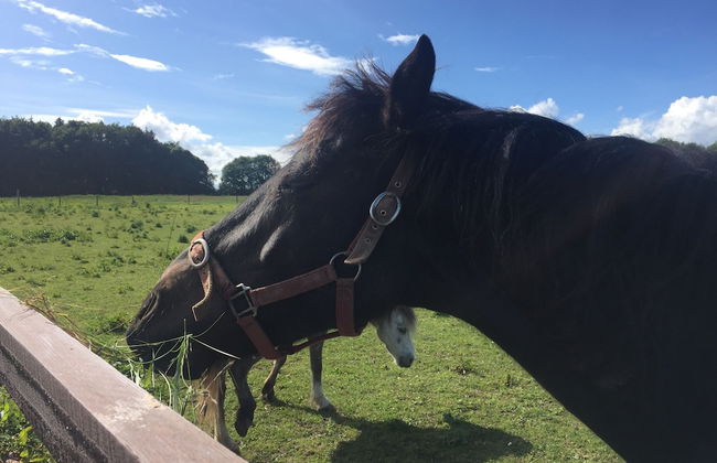 Castlemartyr Mews - Photo 22