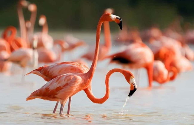 Sisal & Celestún Tour - Photo 2