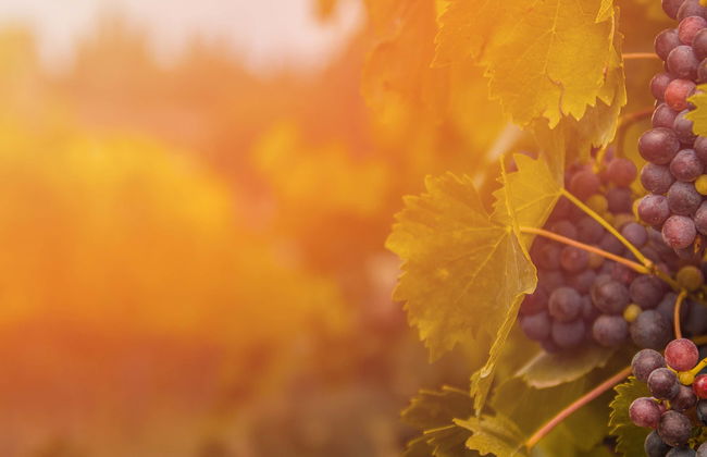 Visite du vignoble Menade - Photo 1