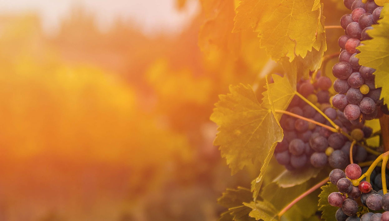 Visita à adega Menade