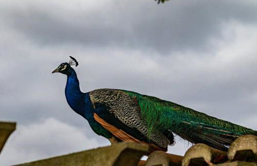 Quinta da Foz - Foto 7