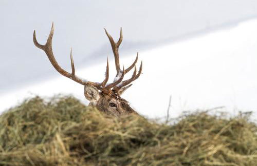 Appartamenti Les Viles - Photo 34