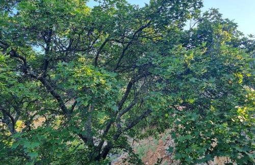 Hobbit house Beli - Foto 36