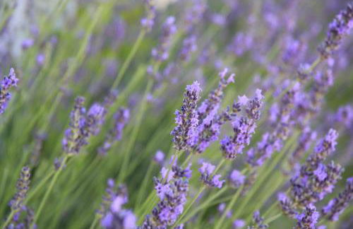 Anthos Casa Vacanze - Foto 31