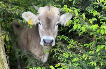 Homerhof - Hofmann Johann junior | Chiemgau Karte - Foto 16