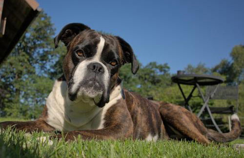 Friesenparadies FRI-Südliches Friesland - Foto 36