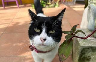 Cottage at FLAMINGAS PLACE - Photo 23