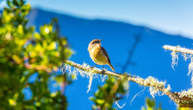Petit oiseau sur un arbre