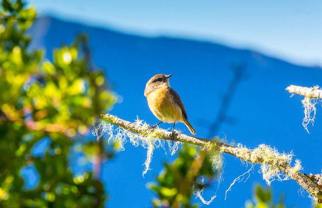 Randonnée à La Chapelle de Cilaos - Photo 4