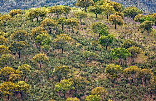 Casa Babel Monfragüe - Foto 25