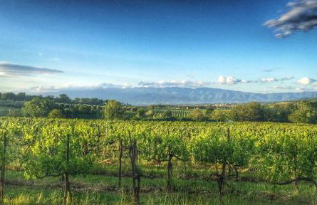 Tenuta Lupinari - Foto 47