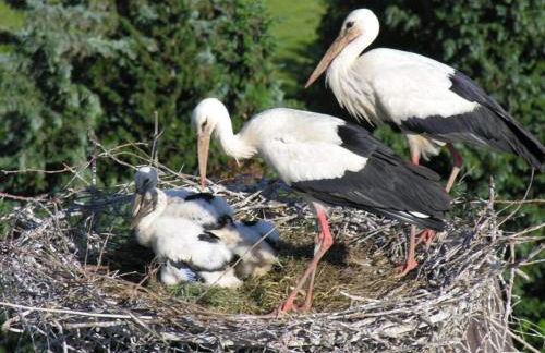 Ferienwohnung History in Herbolzheim nahe Zentrum - Foto 32