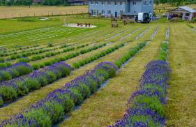 Lawendowy Raj - Foto 74