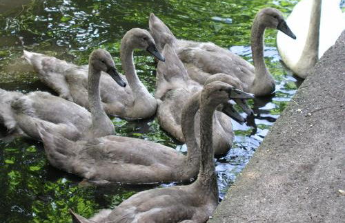 Domizil Neu Venedig - Foto 26